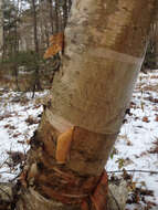 Image of Hearleaf Birch