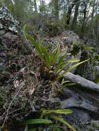 Image of Lily-of-the-valley orchid