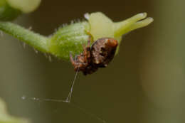 Image of Trashline orbweaver