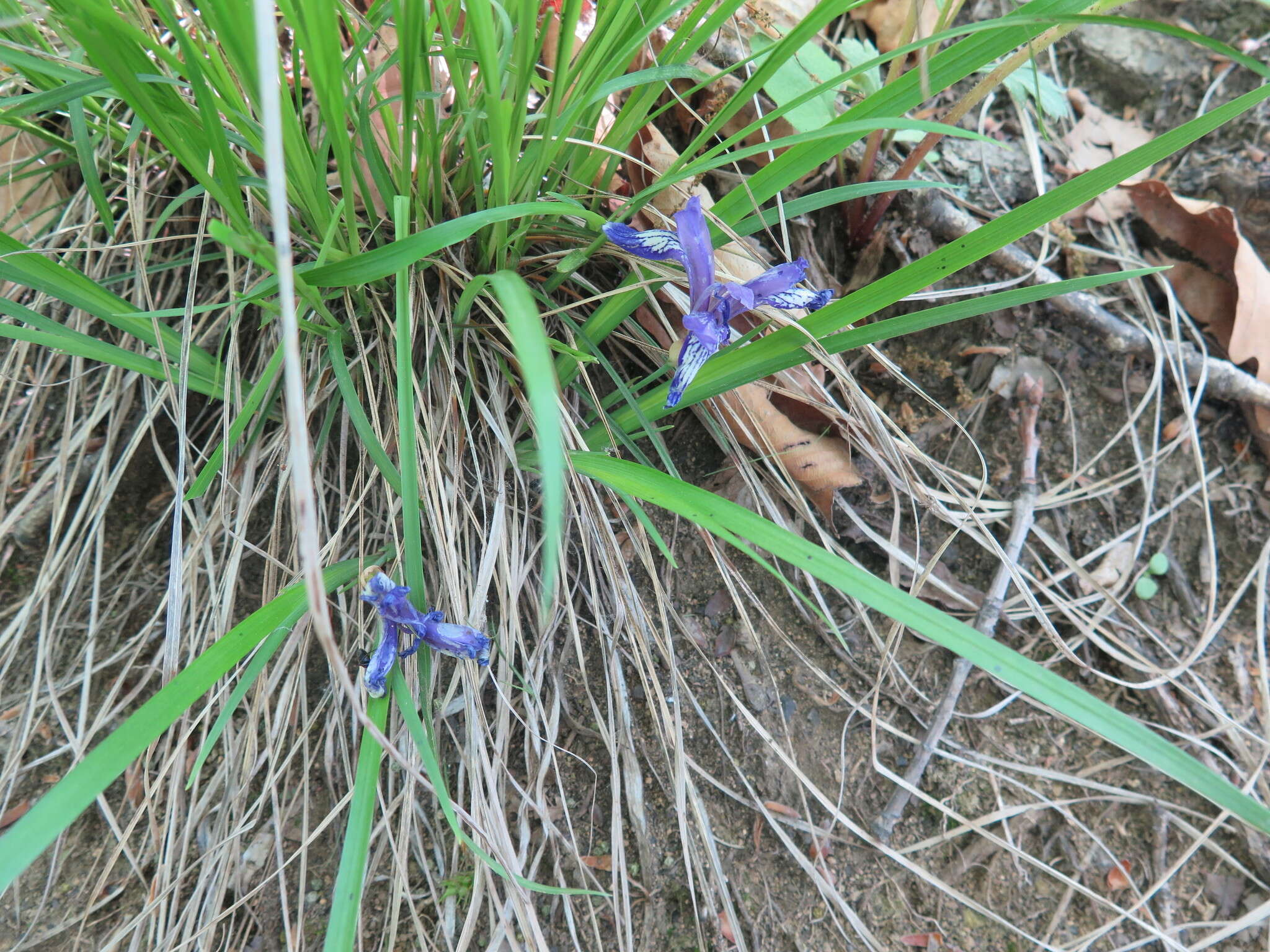 Image de Iris uniflora Pall. ex Link