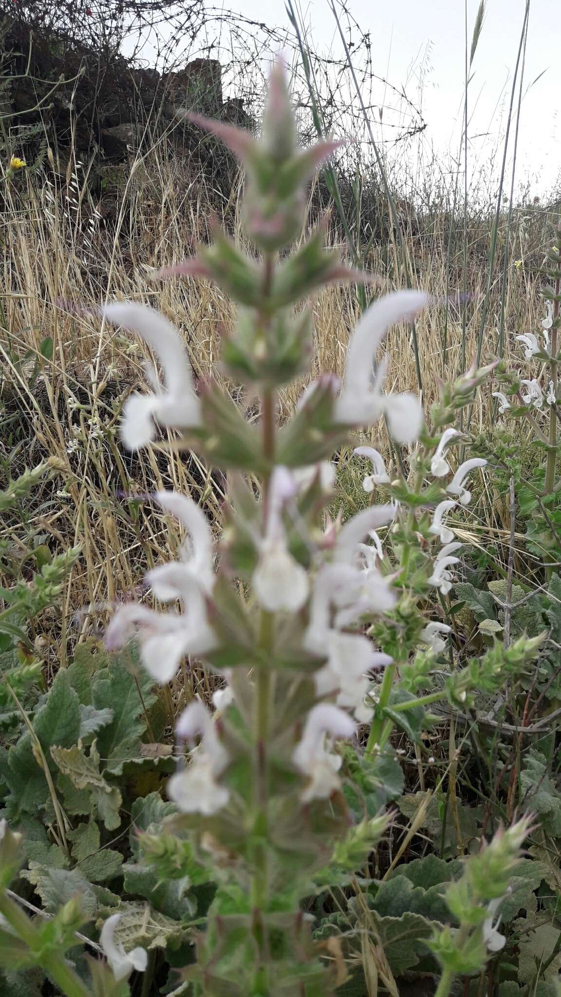 Image of Salvia palaestina Benth.