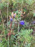 صورة Gentiana decumbens L. fil.