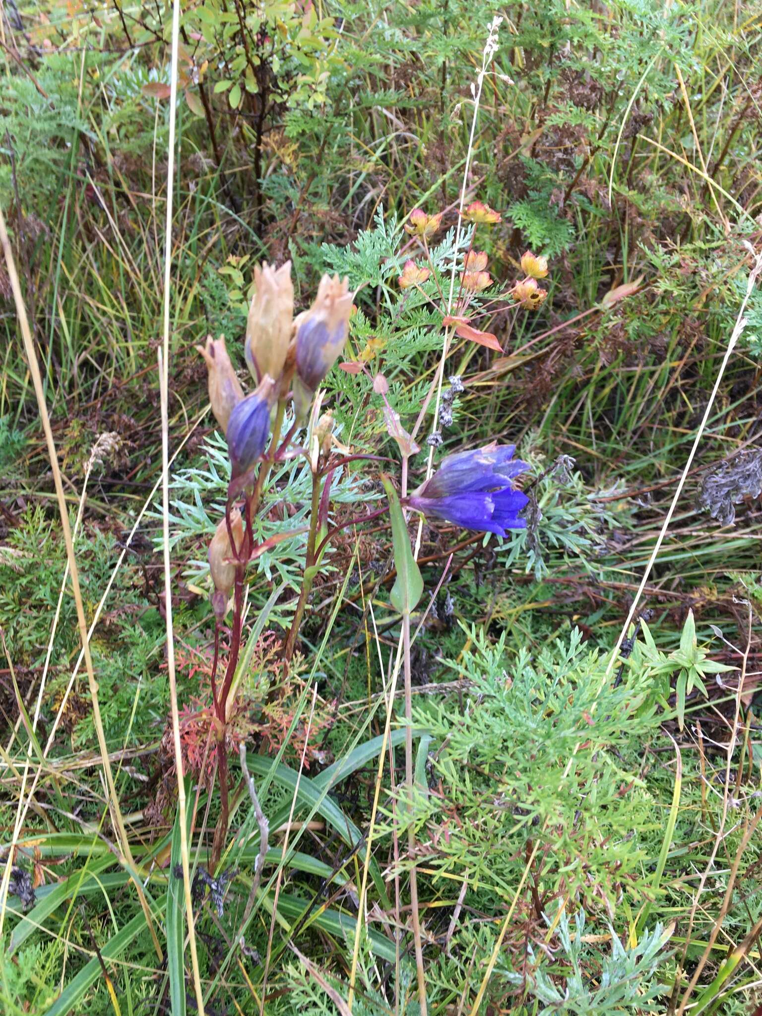 صورة Gentiana decumbens L. fil.