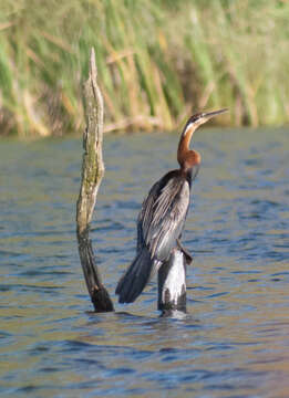 Image of Anhinga rufa rufa (Daudin 1802)