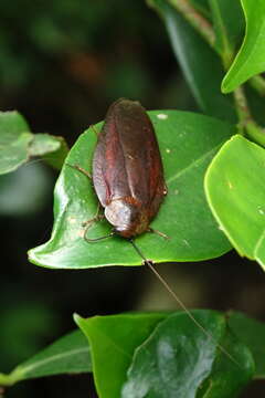 Image of Rhabdoblatta sinensis (Walker & F. 1868)