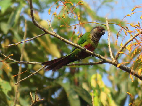 Image of Bonaparte's Parakeet