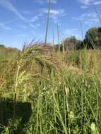 Image of Long-Awn Cock's-Spur Grass