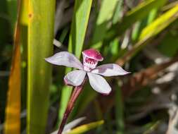 Image of Caladenia lyallii Hook. fil.