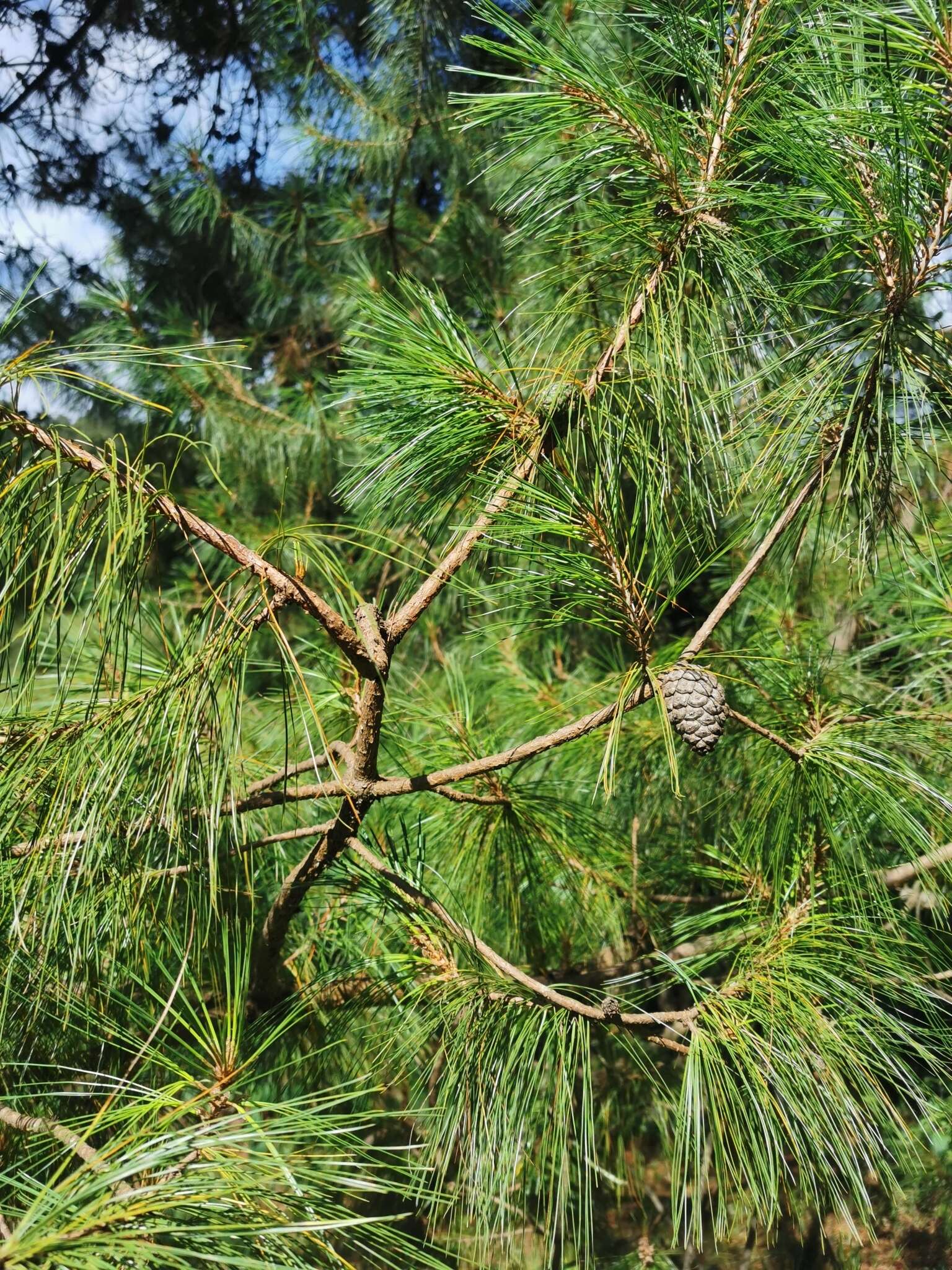 Image of Pinus leiophylla var. leiophylla