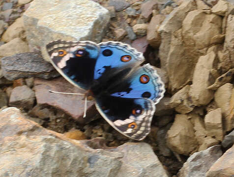 Image de Junonia orithya ocyale Hübner (1816)