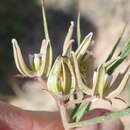 Asclepias navicularis (E. Mey.) Schltr. resmi