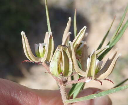 Sivun Asclepias navicularis (E. Mey.) Schltr. kuva