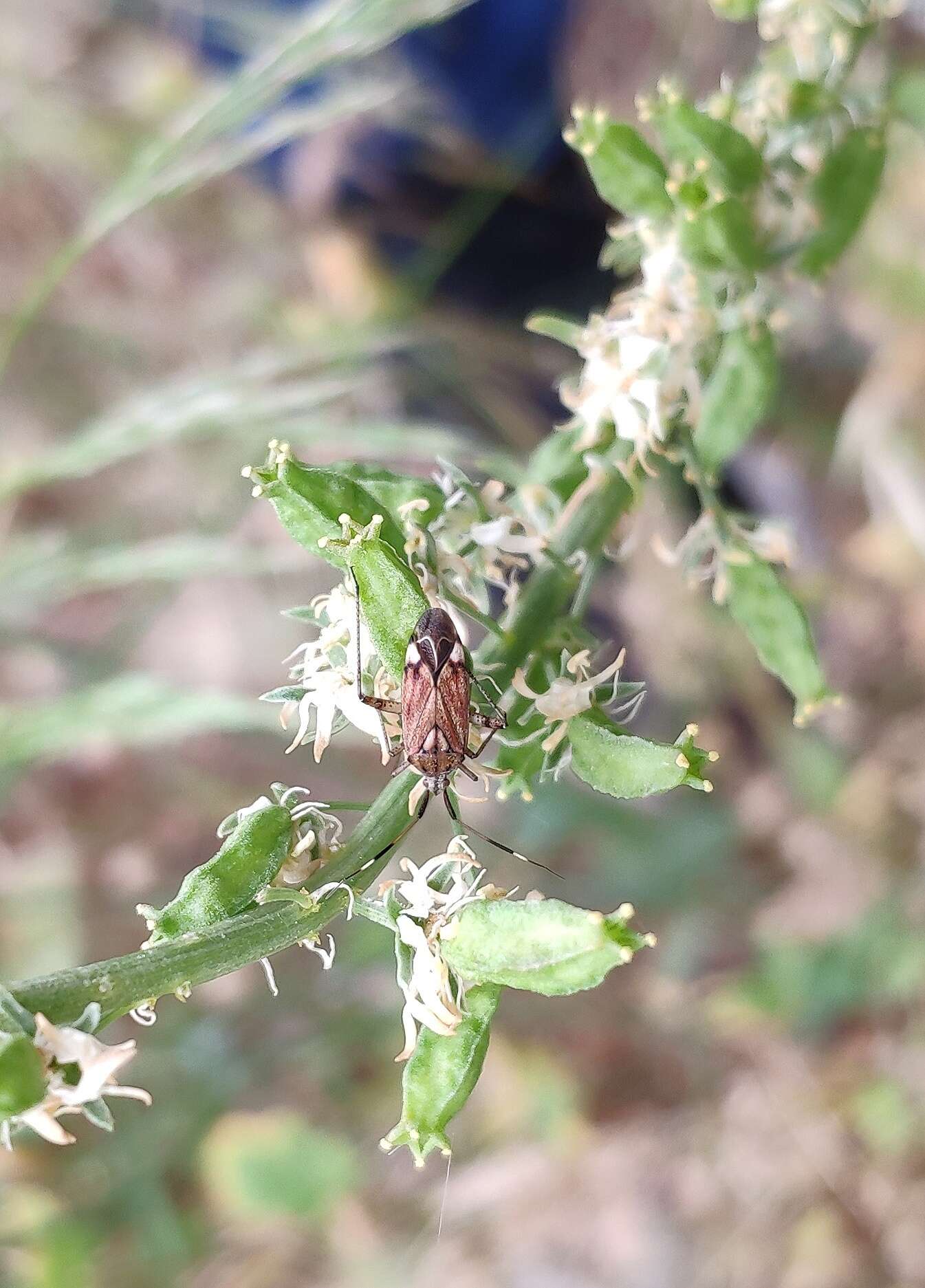 Imagem de Closterotomus histrio (Reuter 1877)