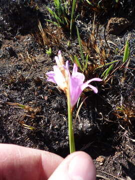 Plancia ëd Dierama pendulum (L. fil.) Baker