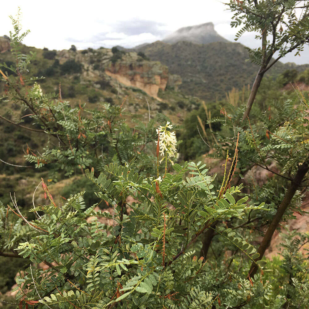 Imagem de Eysenhardtia orthocarpa (A. Gray) S. Watson