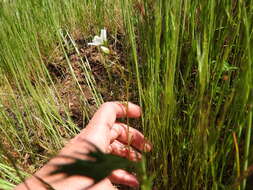 Image of white meadowfoam