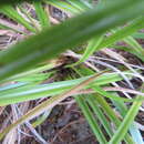 Image of Carex uncinata L. fil.