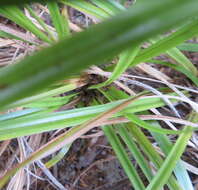 Image de Carex uncinata L. fil.