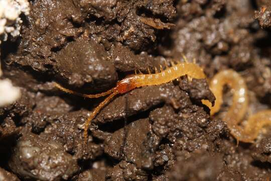 Image of boreal yellow-headed soil centipede