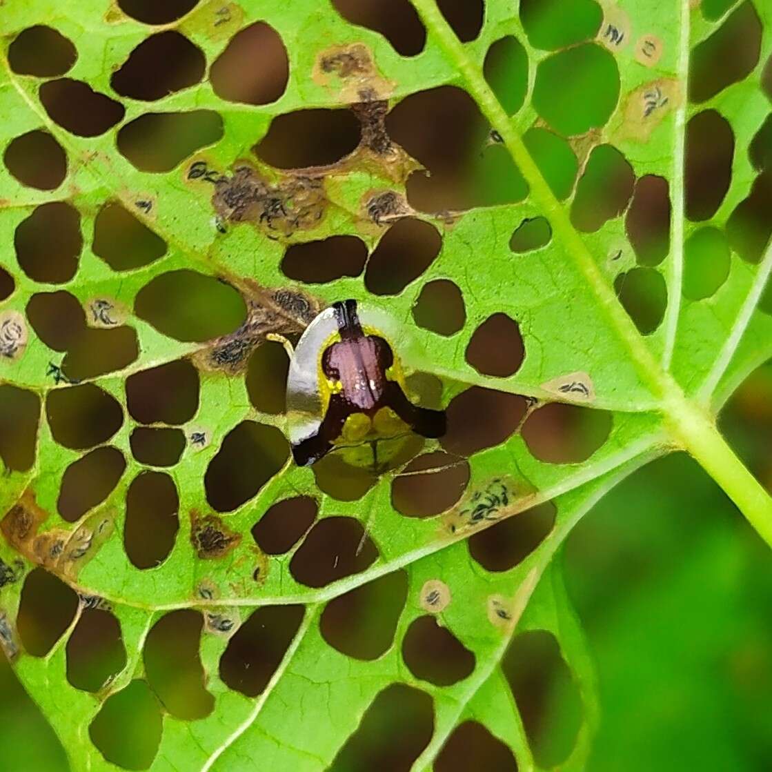 Слика од Deloyala cruciata (Linnaeus 1758)