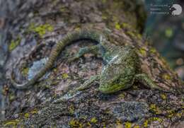 Image of Mixtecan Arboreal Alligator Lizard