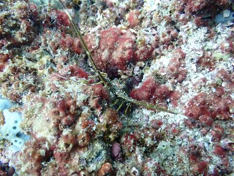 Image of Scalloped Spiny Lobster