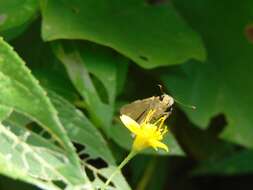 Image of Hecebolus skipper