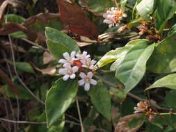 Image de Mitriostigma axillare Hochst.