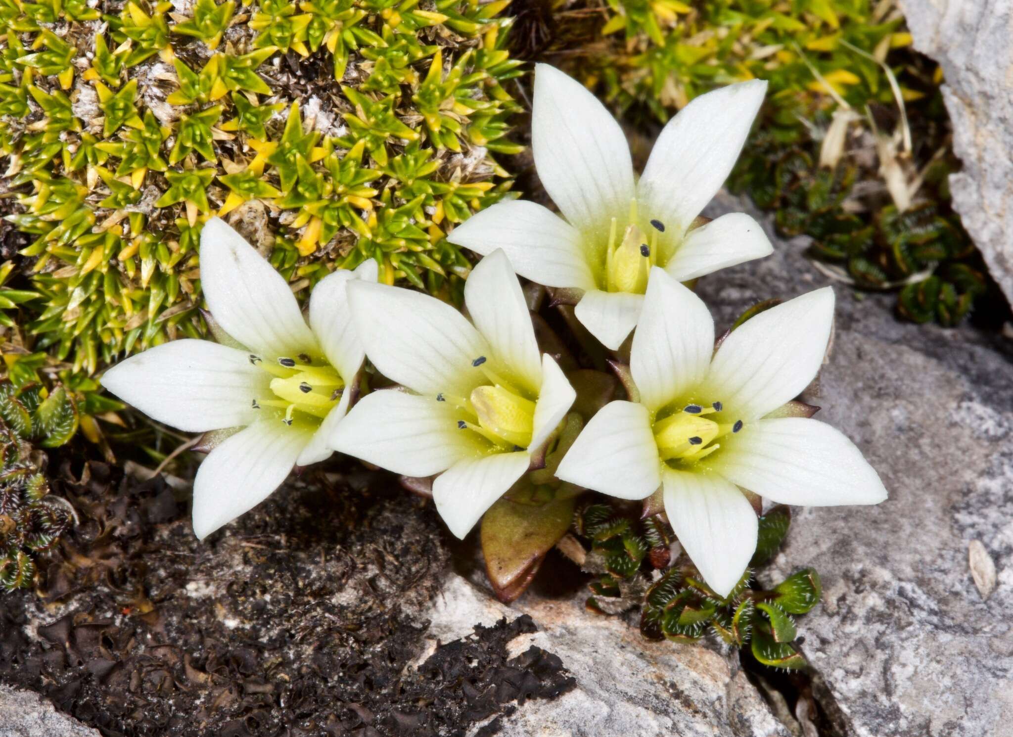 Gentianella filipes (Cheeseman) T. N. Ho & S. W. Liu resmi