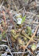 Image of Misopates calycinum (Vent.) Rothm.