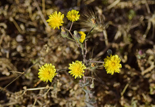 Image of Crepis micrantha Czer.