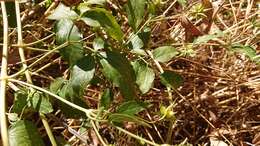 Image of bellflower clematis