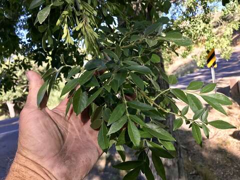 Imagem de Fraxinus velutina Torr.