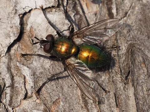 صورة Gymnocheta viridis (Fallen 1810)