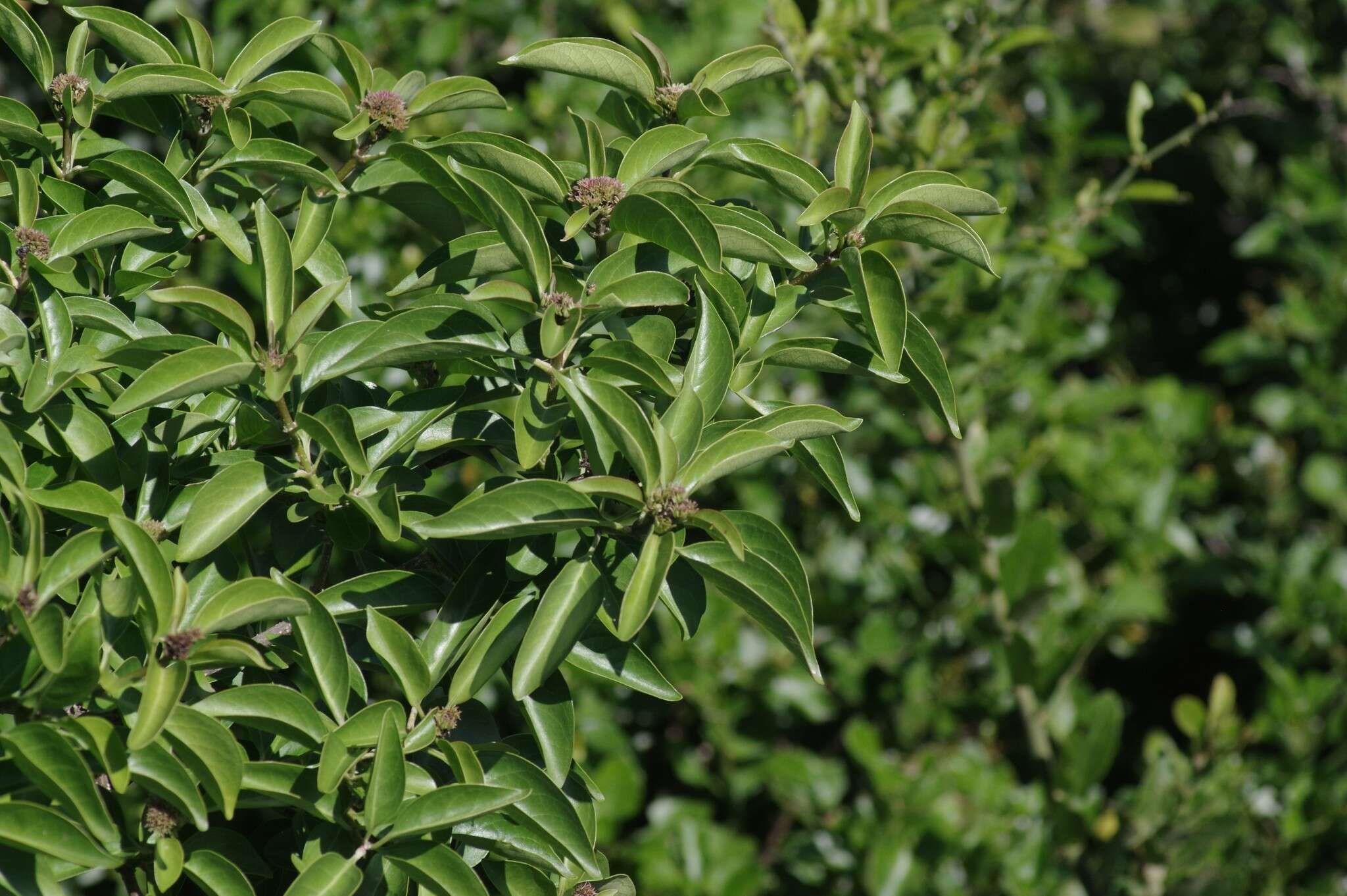 Imagem de Volkameria glabra (E. Mey.) Mabb. & Y. W. Yuan