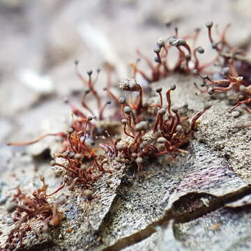 Nectria pseudotrichia Berk. & M. A. Curtis 1854的圖片