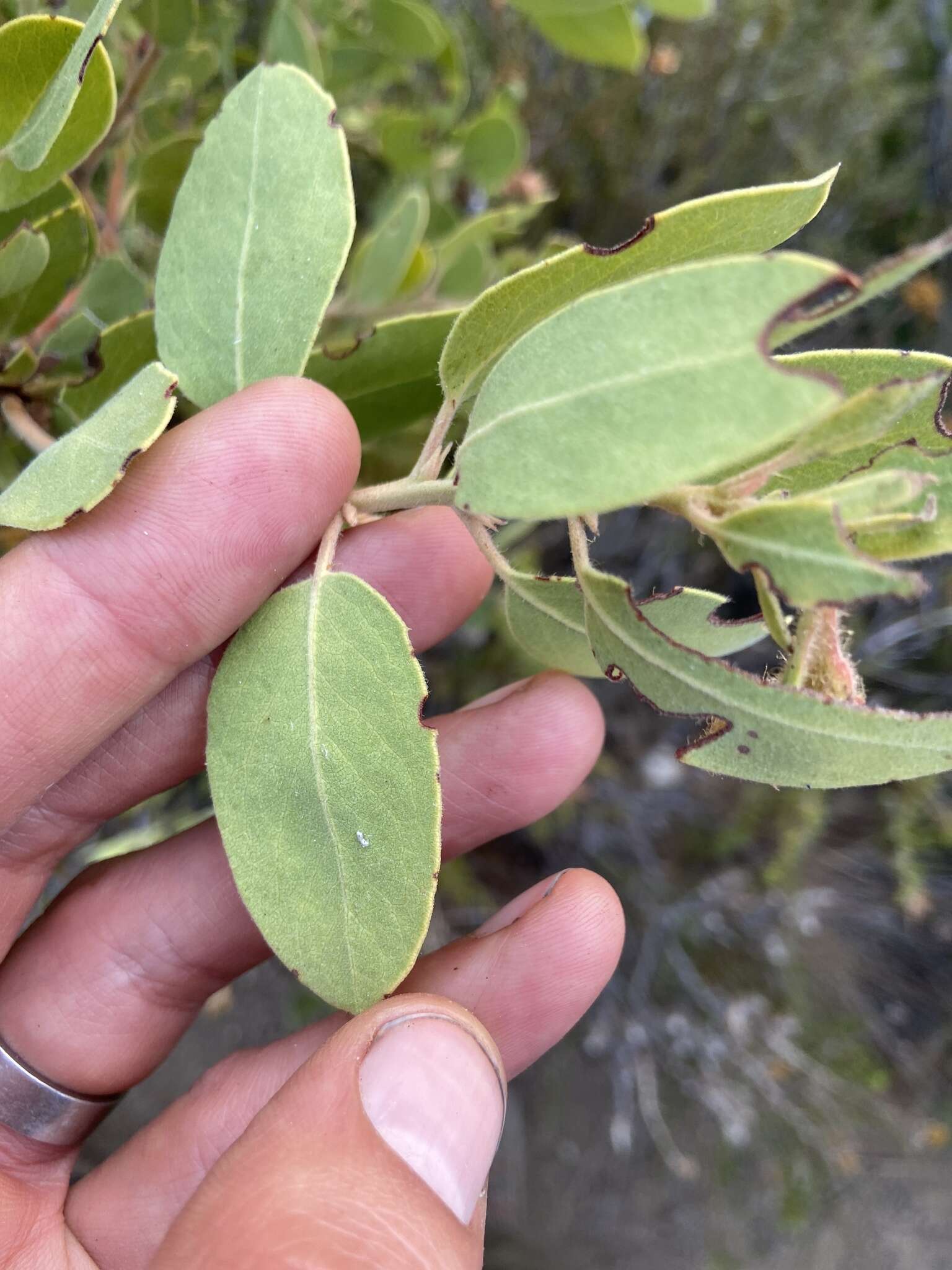 Слика од Arctostaphylos glandulosa subsp. zacaensis (Eastw.) P. V. Wells