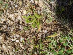 Image of spreading pygmyleaf