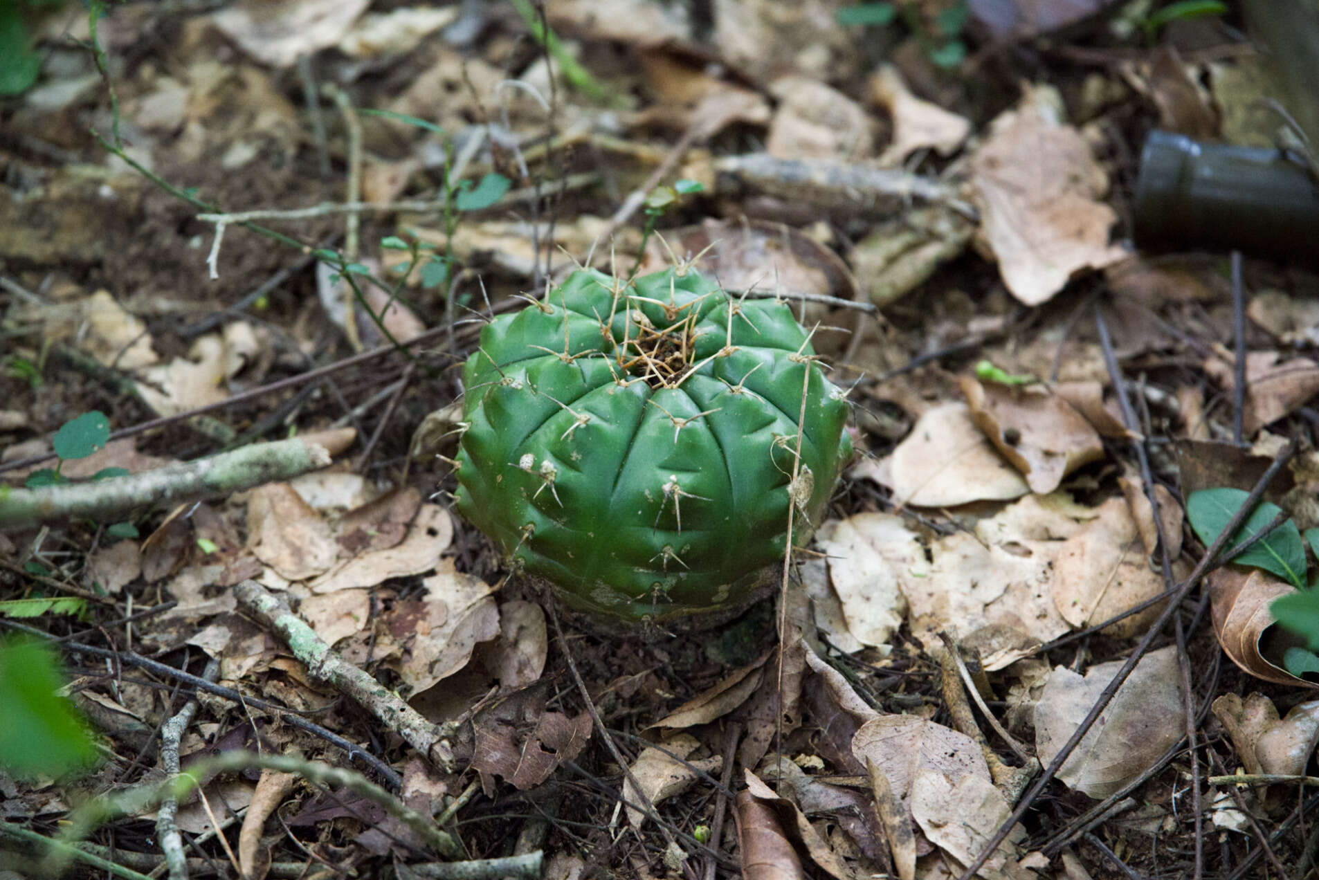 Image of Gymnocalycium anisitsii (K. Schum.) Britton & Rose