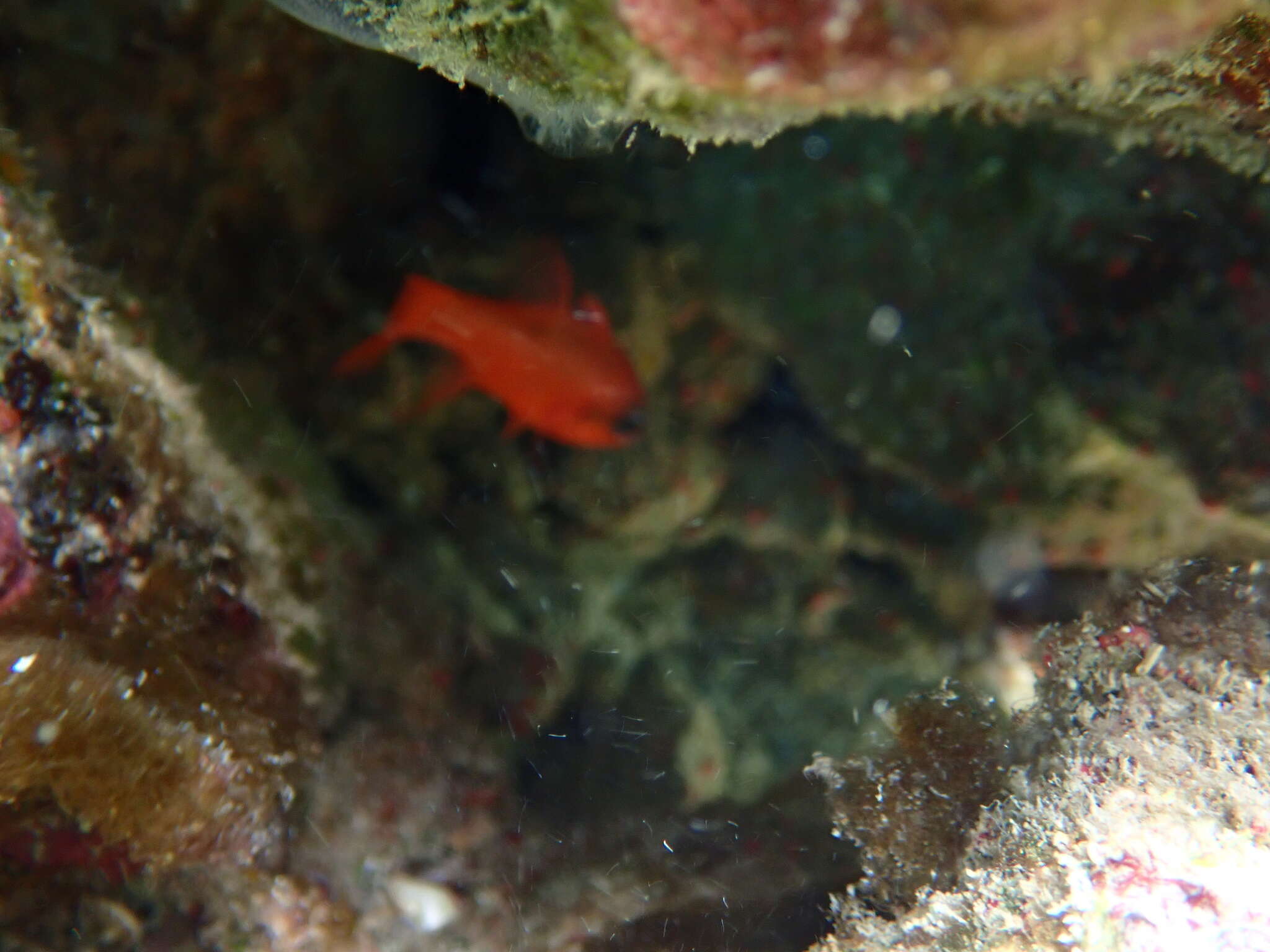 Image of Flamefish