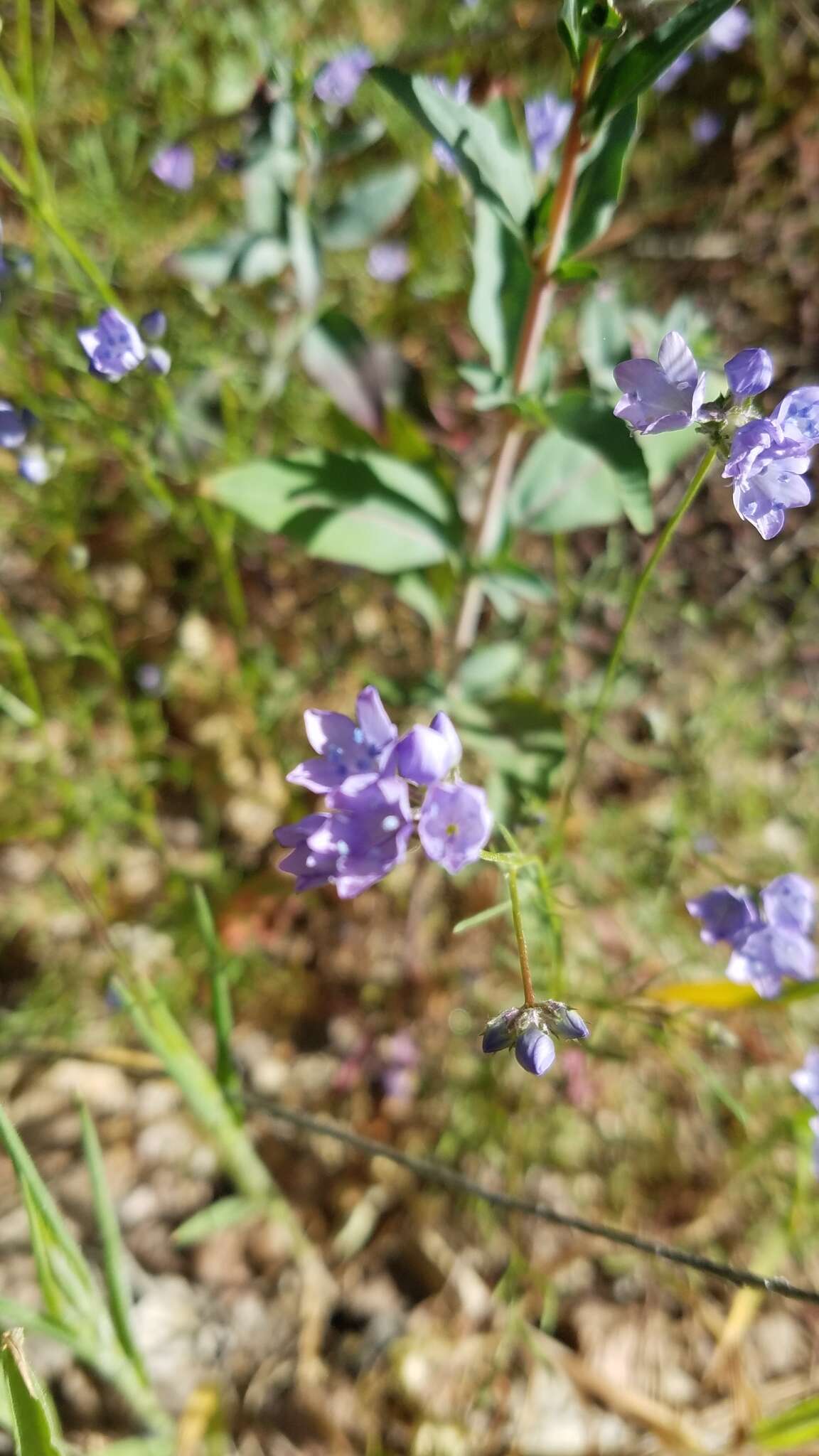 Image of California gilia