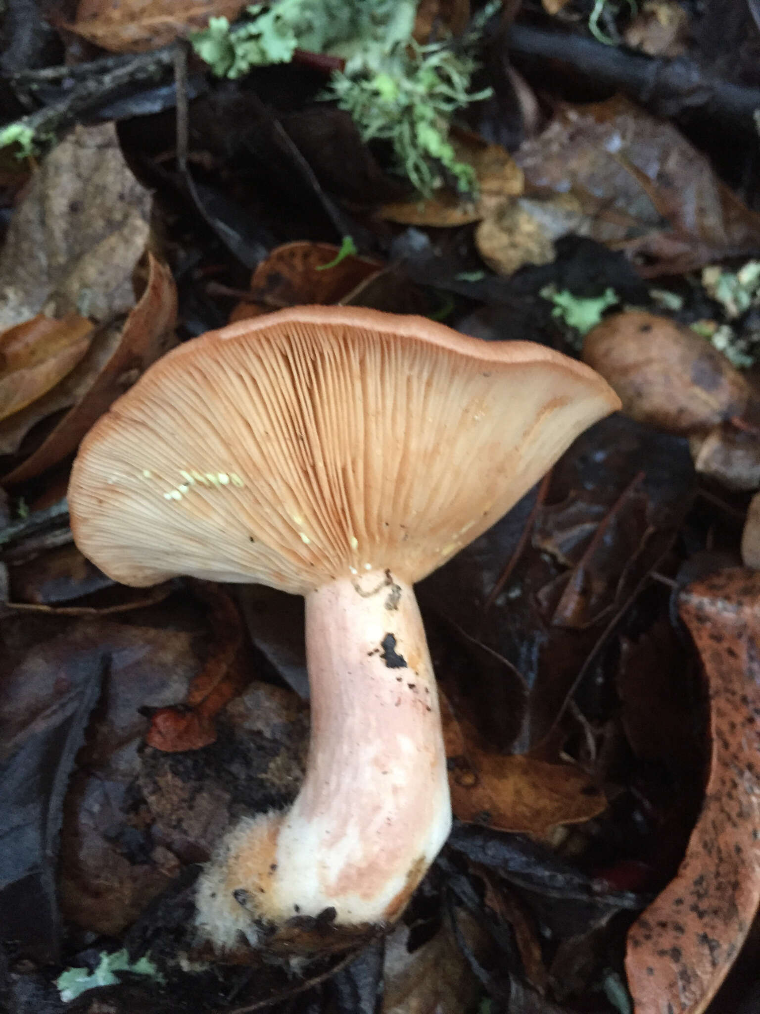 Image of Lactarius xanthogalactus Peck 1907