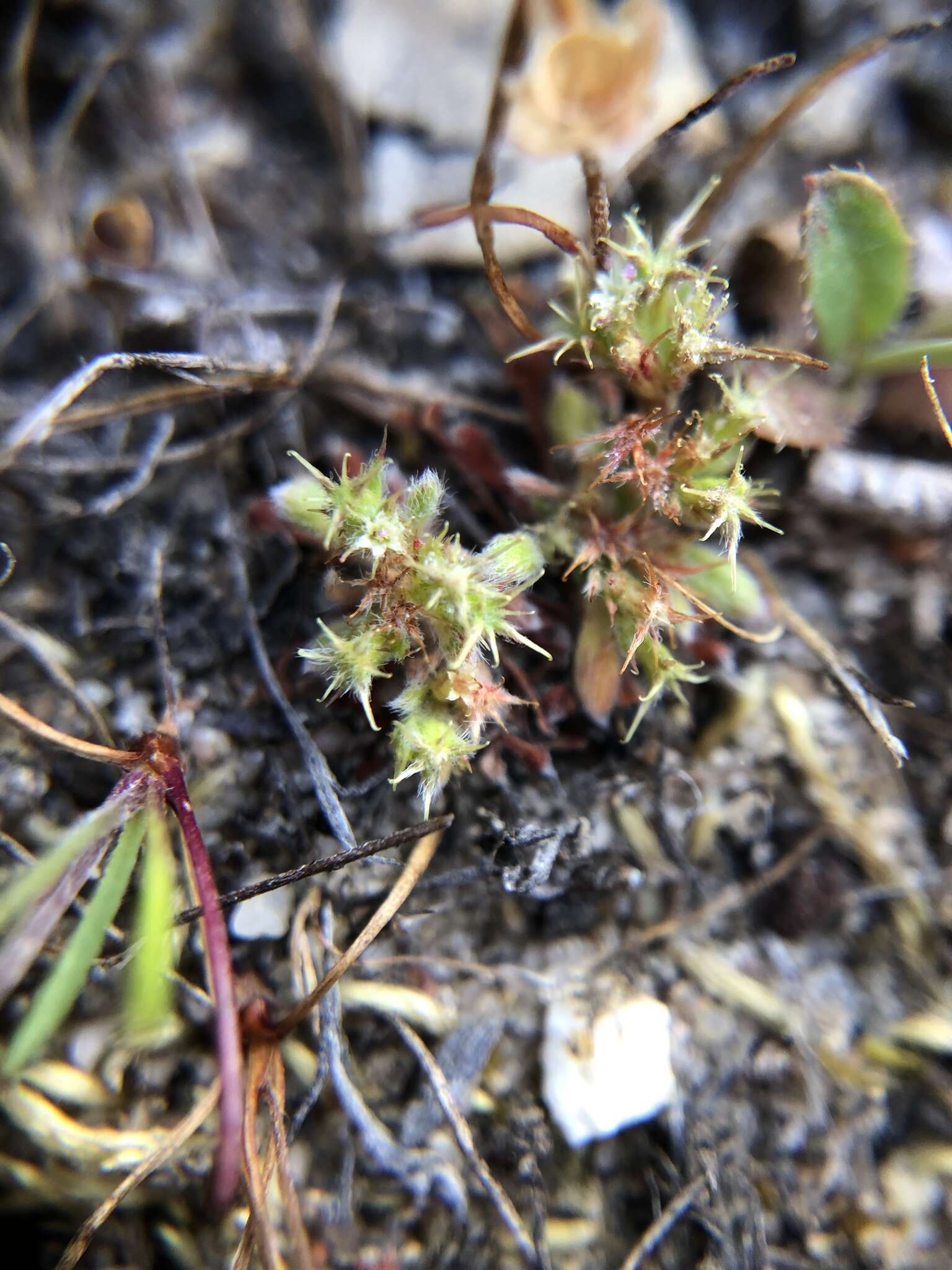 Image of Chorizanthe minutiflora R. Morgan, Styer & Reveal