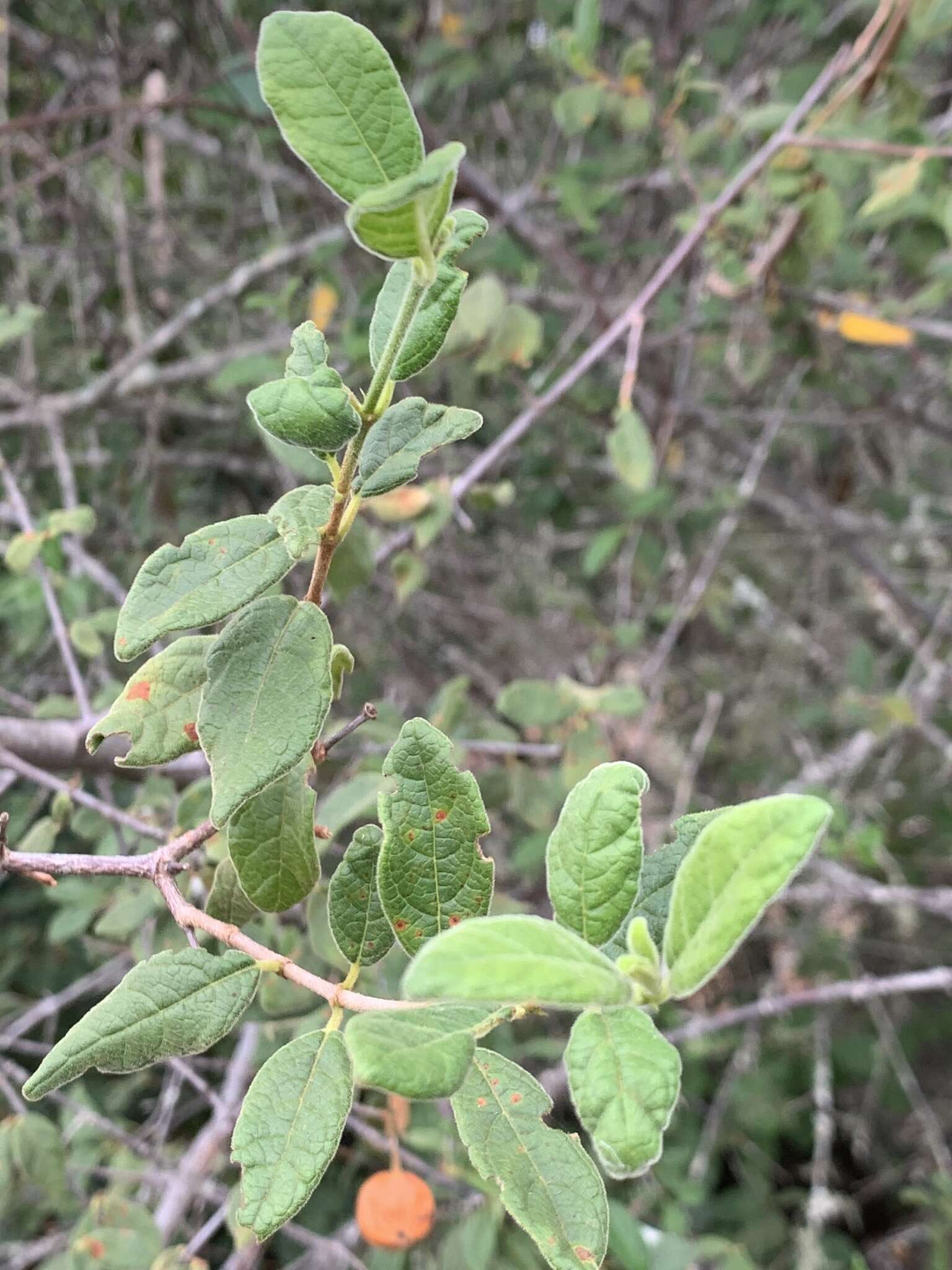 Plancia ëd Vangueria dryadum S. Moore