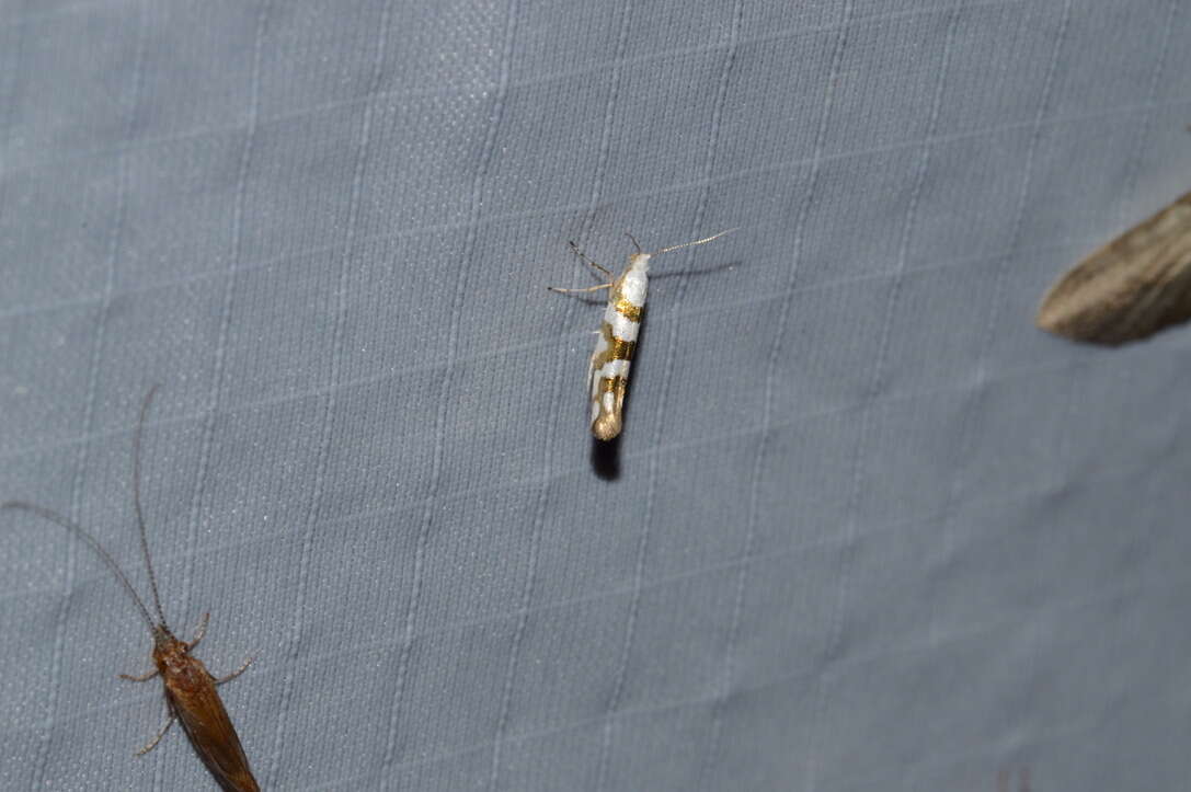 Image de Argyresthia calliphanes Meyrick 1913