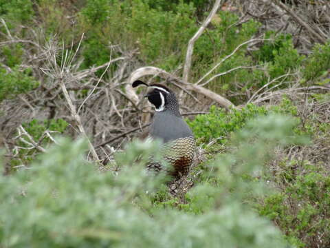 Image of Callipepla Wagler 1832