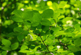 Imagem de Staphylea trifolia L.