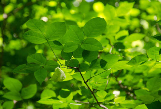 Image of American bladdernut