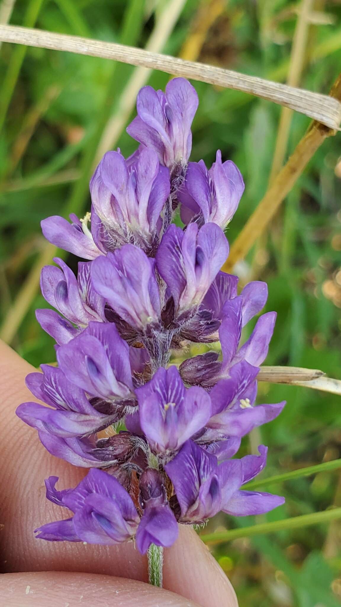 Image of Single-Stem Leather-Root