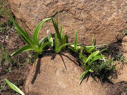 Image of Kniphofia rigidifolia E. A. Bruce